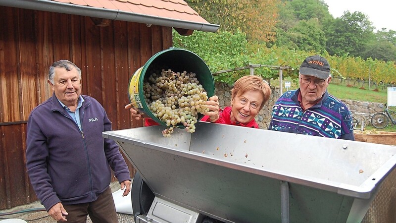 Die abgeschnittenen Trauben werden gerebelt und dann gepresst . Zu sehen sind Jenö Mihalyi, Josefine Urban und Otto Reichinger (von links).