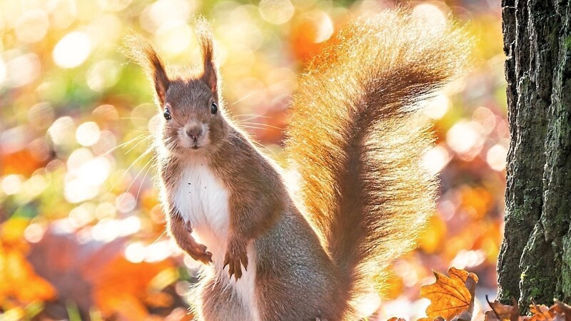 Seit drei Jahren wird der Bestand der Eichhörnchen in Bayern untersucht.