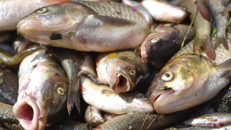 Bis zu 1000 Fische starben im Auer Mühlbach wegen eines technischen Defekts im Tierpark Hellabrunn.