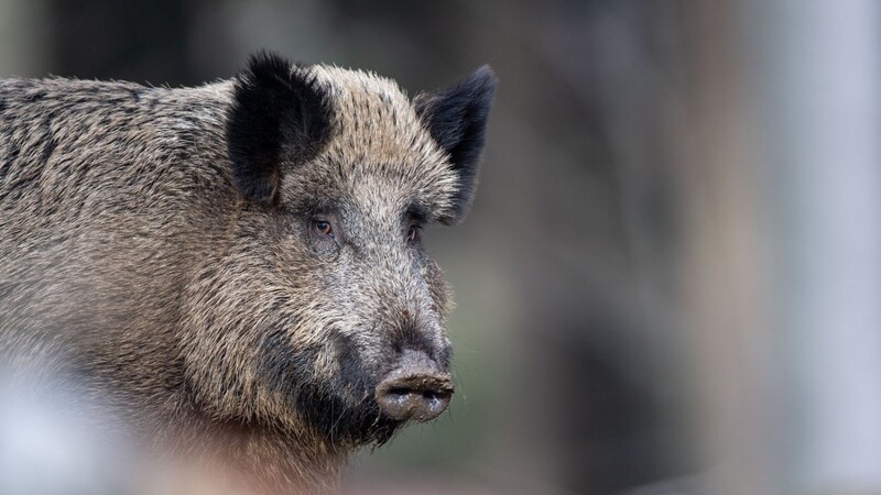 Der hoch ansteckende Erreger der Afrikanischen Schweinepest hat Deutschland erreicht.