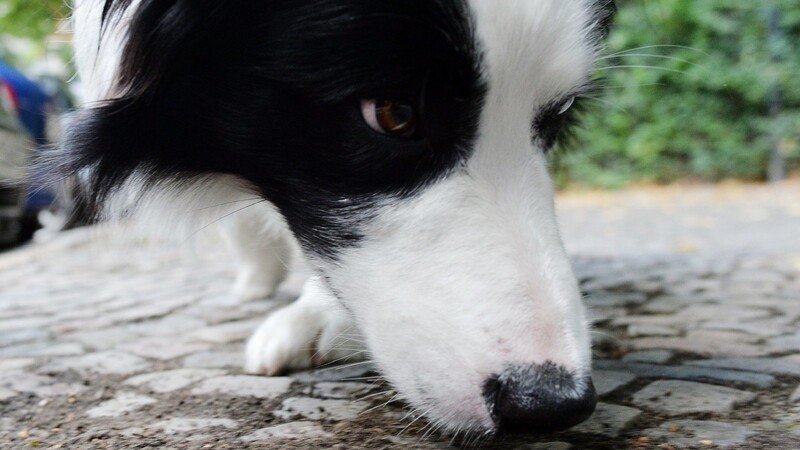 Immer wieder werden Tiere Opfer von Hundehassern, die Giftköder auslegen. (Symbolfoto)