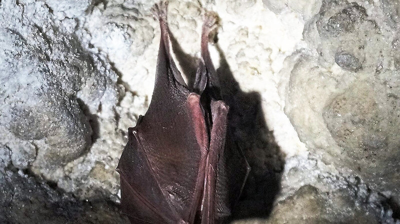 Fledermaus Lonely George freut sich schon auf die Besucher bei sich zuhause in der Tropfsteinhöhle Schulerloch bei Essing.