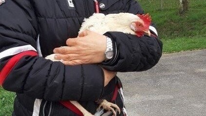 Das Fundhuhn wurde von Polizeibeamten ins Tierheim gebracht, inzwischen hat es einen Pflegeplatz. Etwa ein halbes Jahr hat der rechtmäßige Besitzer Anspruch auf das Huhn.