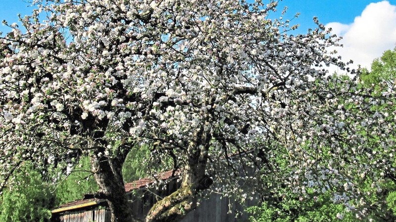 Ein alter Apfelbaum im Verlauf der Jahreszeiten: Frühling.