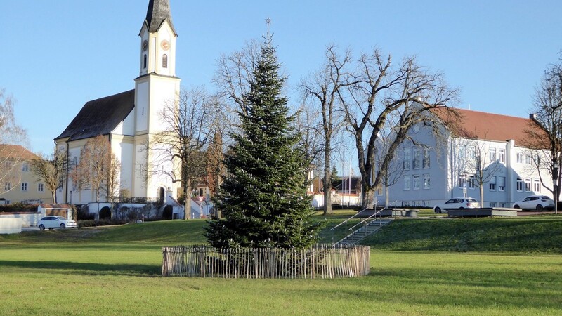 Der von Carina Passreiter aus Obertunding gespendete Christbaum ziert mittlerweile bereits die Alleewiese.