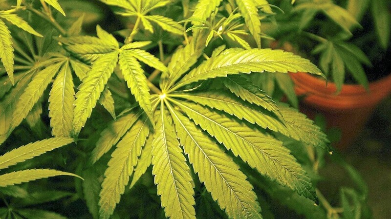 Das Marihuana, das bei dem Angeklagten gefunden wurde, enthielt 7,61 Gramm Wirkstoff.
