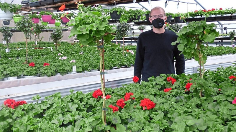 Das Gewächshaus ist voll mit prächtigen Pflanzen. Thomas Bauer, Inhaber der gleichnamigen Gärtnerei, hofft, dass die Kunden von "Click&Collect" Gebrauch machen.