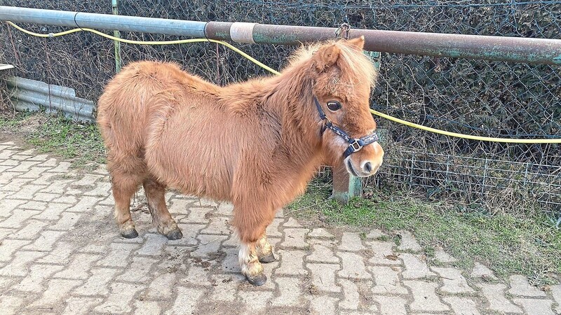 Auf den ersten Blick sieht das Shetland-Pony Winnie nicht abgemagert aus. "Aber wenn man sie anfasst, ist sie nur Haut und Knochen", sagt die neue Besitzerin.