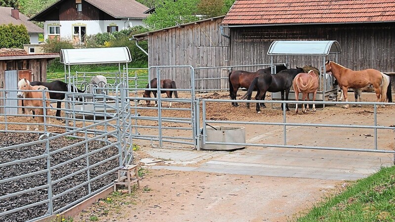 Die Pferde haben auch in Corona-Zeiten Hunger und brauchen Futter. Dafür wiederum braucht es Geld wie die Einnahmen aus dem Reitunterricht.