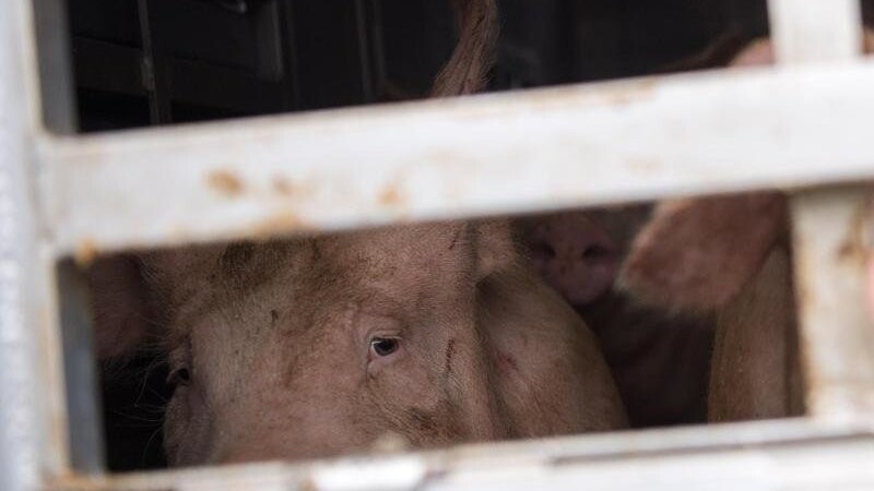 Bei einem Großbrand einer Schweinemastanlage in Teutschenthal (Sachsen-Anhalt) sind alle 5.000 Tiere, die dort gehalten wurden, verendet. (Symbolbild)