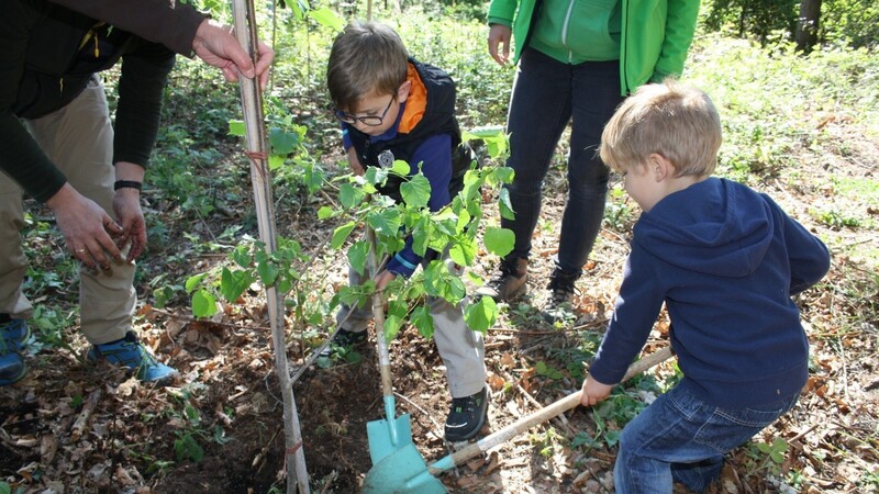 Renato und Mateo waren mit vollem Einsatz dabei, als es galt, den neuen Baum zu Pflanzen.