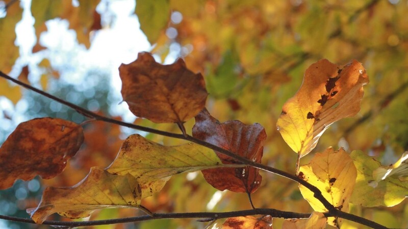 Buntes Herbstlaub, dazu strahlender Sonnenschein - ein Herbstwochenende zum Genießen soll es werden in Ostbayern.