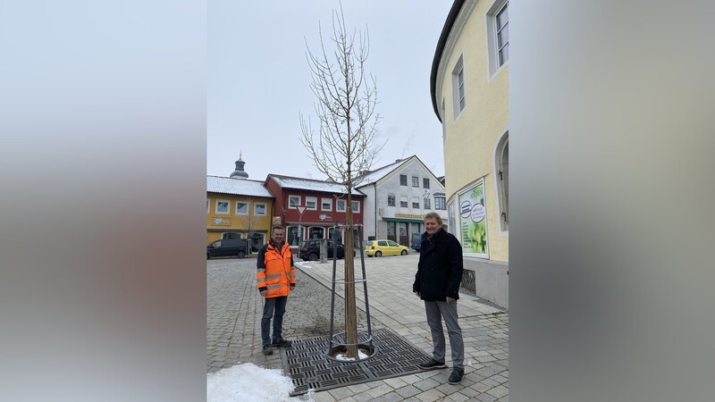 Bauhofleiter Josef Hartl und Bürgermeister Josef Beham begutachteten einen neu gepflanzten Baum am Marktplatz.