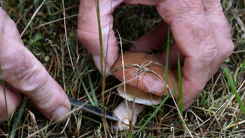 Ein Pilzsammler hat sich am Mittwoch im Wald bei Hirschling verlaufen (Symbolbild).