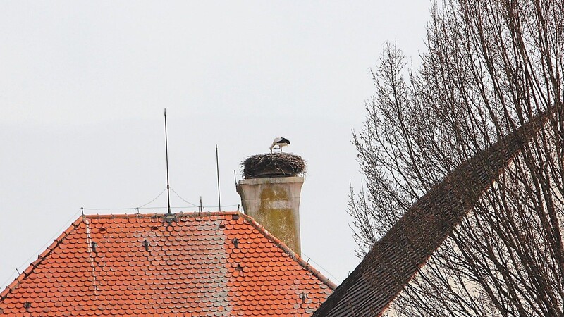 Seit ungefähr einer Woche ist der Horst auf dem Rathausdach in Bad Kötzting bewohnt.