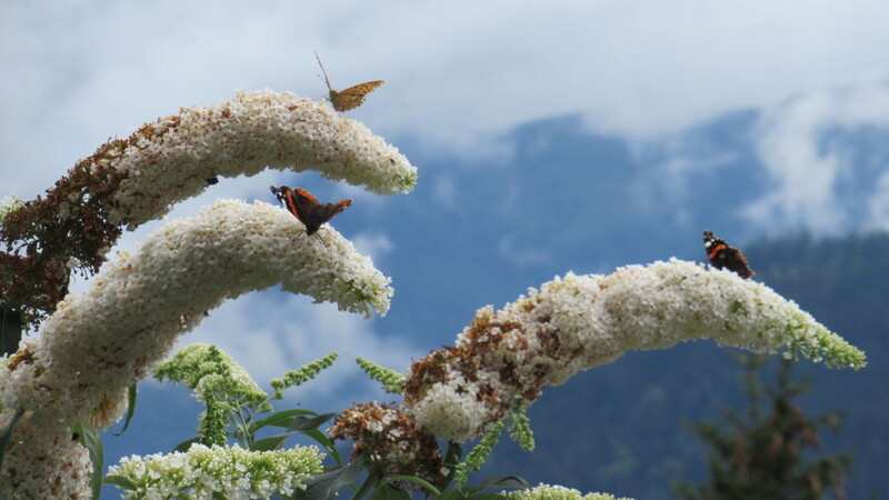 "Unter der Überschrift ?rettet die Schmetterlinge' macht der Schmetterlingsstrauch seinem Namen alle Ehre", schreibt Günter Mikes aus Straßkirchen zu seinem Foto.