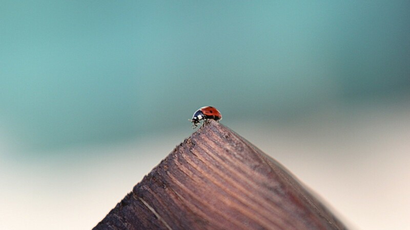Das Siegerbild zeigt einen Marienkäfer auf der Spitze eines Zaunpfahls
