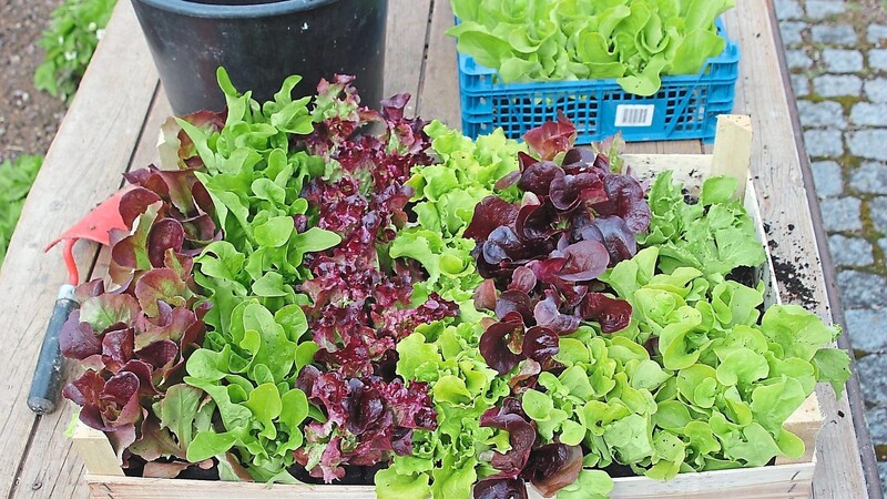Jetzt selber anbauen: Bunte Salatvielfalt kann sowohl als Pflücksalat und Kopfsalat verwendet werden und kann zum Beispiel in einem Hügelbeet angepflanzt werden.