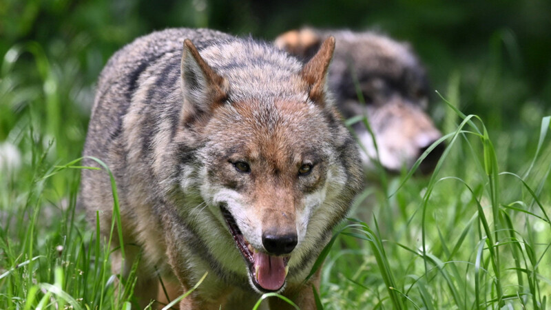 Am Wochenende war bei Aham ein Wolf gesichtet worden. (Symbolfoto)