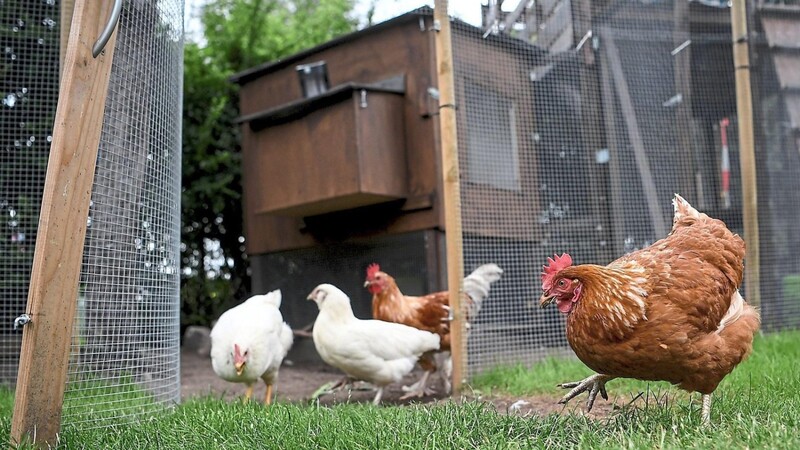 Hühner, die draußen frei herumlaufen - das ist im Landkreis Regen momentan nicht möglich. Wegen der Vogelgrippe herrscht hier Aufstallungspflicht.