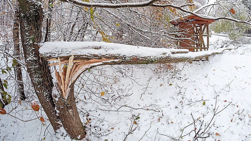 Umgeknickte Bäume gehören nach den heftigen Schneefällen vor einigen Wochen derzeit zum Erscheinungsbild in den Waldgebieten des Landkreises.