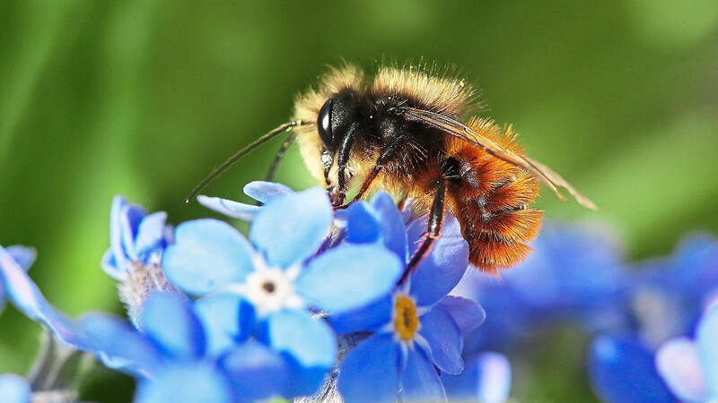 Bienen Nektar anzubieten, ist eine Möglichkeit, etwas für den Artenschutz zu tun, die nicht viel Geld und Zeit kostet.