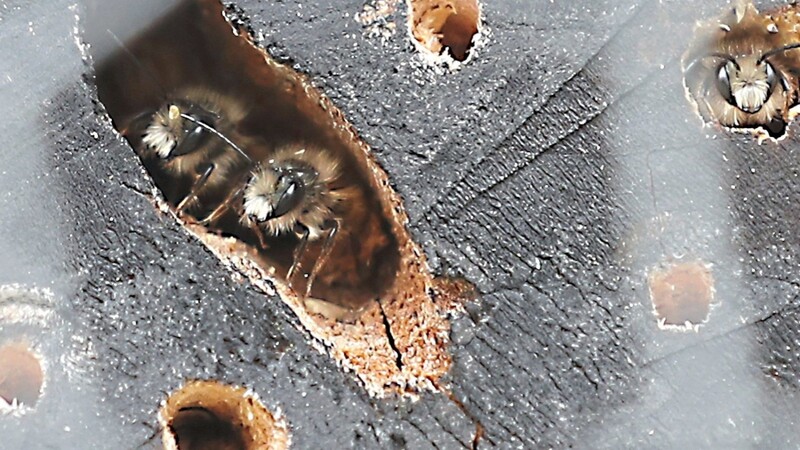 Zwei Bienen schauen aus einem Loch im Wildbienenhotel.