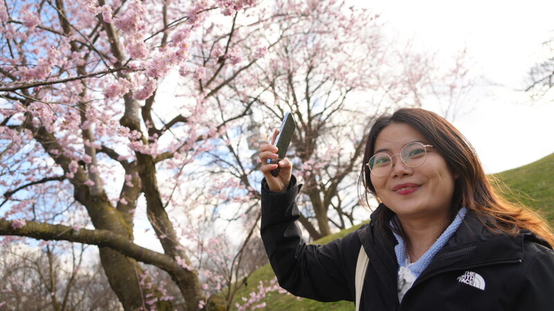 Studentin Tong (26) nutzt die Gelegenheit zum Kirschblüten-Knips am Montag im Olympiapark.