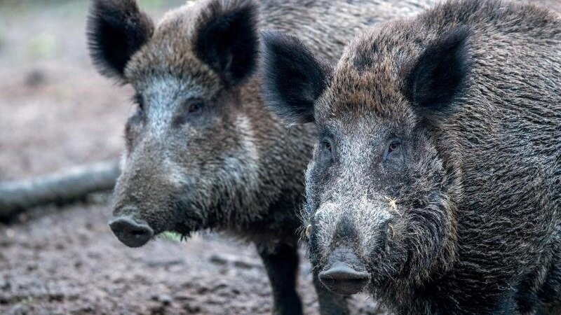 Das Landratsamt Landshut weißt auf die Gefahr der Afrikanischen Schweinepest hin und gibt Sicherheitsregeln. (Symbolbild)