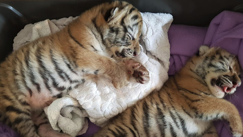 "Sangha" und "Kumal": Die kleinen Tigerbabys wurden aus einer Plattenbauwohnung in Österreich gerettet.