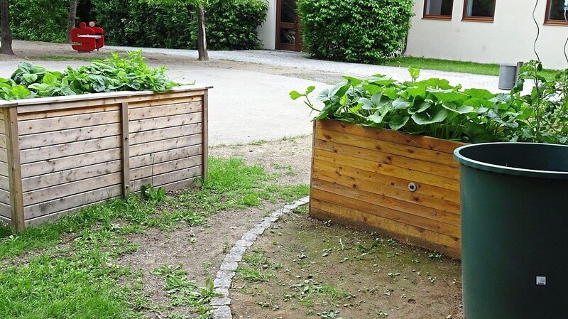 Neben zwei Hochbeeten wurden im Schulgarten mehrere Beete für Gemüse und Beeren angelegt.
