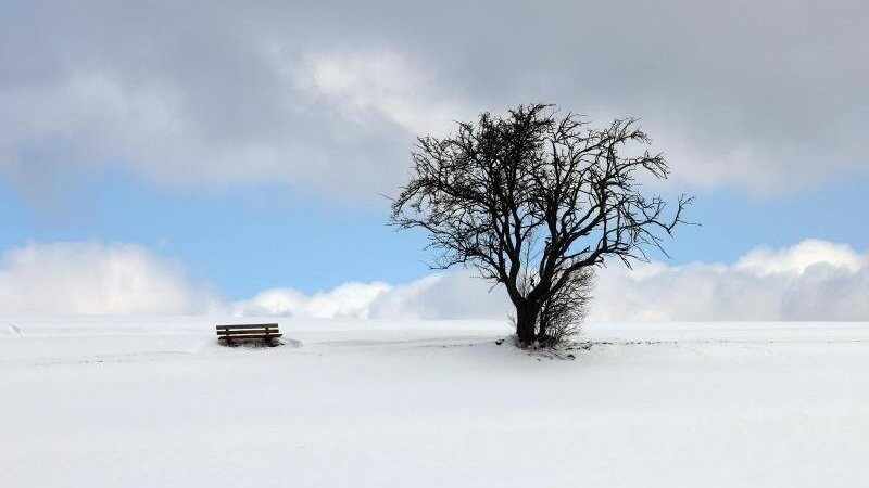 Eine Bank und ein Baum stehen in der mit Neuschnee bedeckten Landschaft in Bayern.