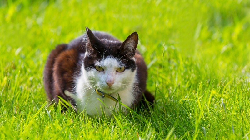 In Forst, einem Dorf in der Gemeinde Moosthenning, wurden innerhalb weniger Wochen fünf Katzen in ehemaligen Güllegruben gefunden. Vier waren tot, eine Samtpfote überlebte knapp. Die Bewohner vermuten, dass ein Katzenmörder sein Unwesen treibt.