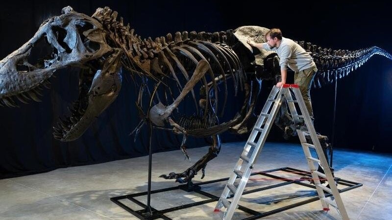 Paläontologe Frederik Spindler steht neben dem Skelett eines Tyrannosaurus rex.