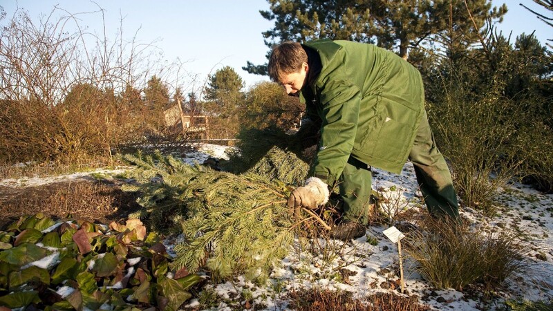 Die trockenen Tannenzweige der Weihnachtsbäume können auch noch sehr nützlich sein: Legt man sie dicht auf die Blumenbeete, schützen sie empfindliche Knospen vor dem Frost.