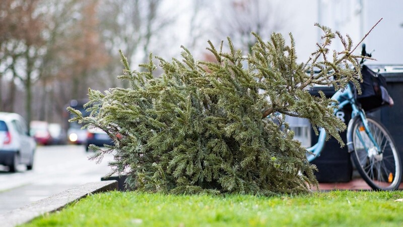 Ein alter Weihnachtsbaum liegt in einem Vorgarten an einem Straßenrand. Der Zweckverband Abfallwirtschaft Straubing informiert, wie man die Tanne stattdessen richtig entsorgt.