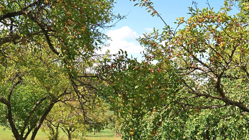 Mirabellenbäume so weit das Auge reicht: 70 Prozent der weltweit geernteten Früchte kommen aus Lothringen.