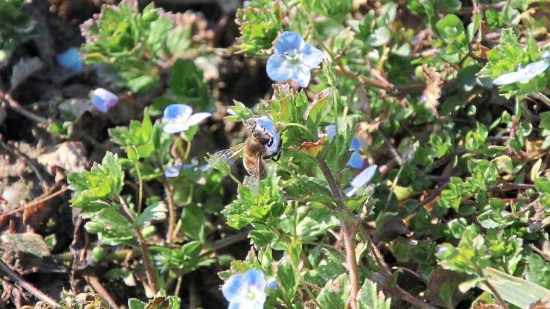 Die Ehrenpreisblüte ist eine Nektarquelle für Bienen.