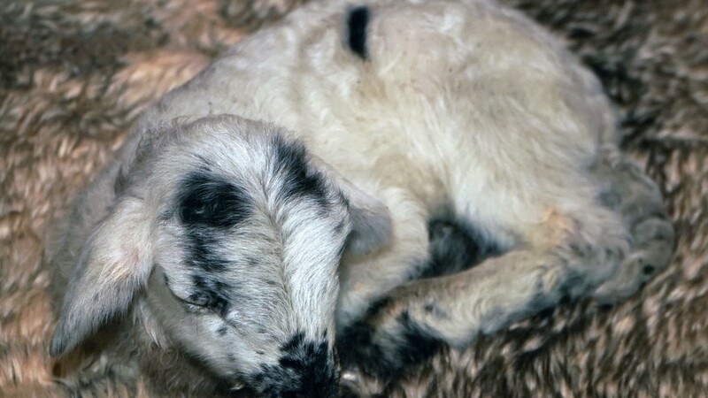 Das Lamm "Flocke", ein kürzlich geborener Schafbock, gehört zu den Tieren, die nun sicher untergebracht sind.