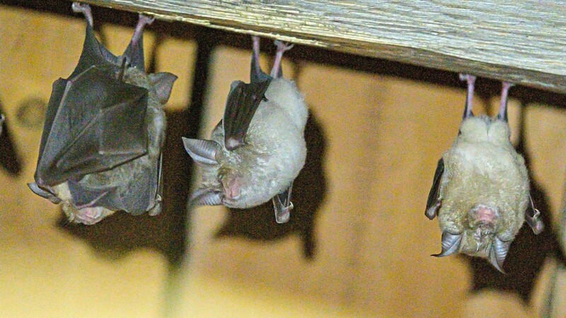 Diese "Hufis", oder genauer Hufeisennasen-Fledermäuse, hängen an der Decke in einem Stadel im Fledermaushaus.