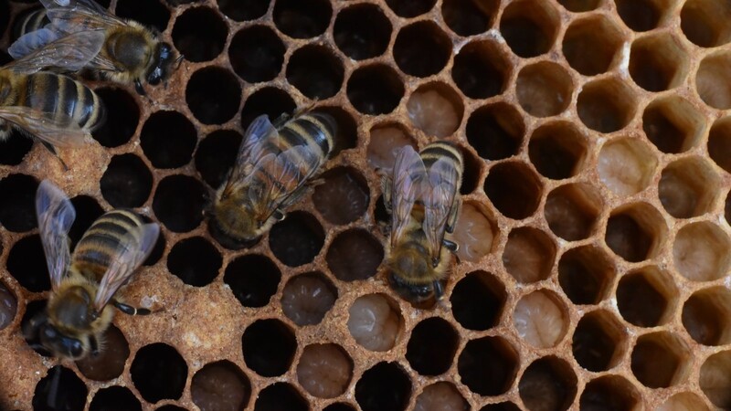 Fleißige Bienen: Arbeiterinnen bei der Pflege der Brut