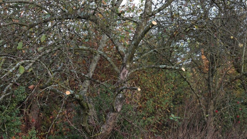 Mehrere Apfel-, Pflaumen- und Nussbäume am Rand des Grundstücks von Katrin Schumann sind, entgegen einer Vereinbarung mit der Gemeinde, von Bauhofmitarbeitern stark zugeschnitten worden.