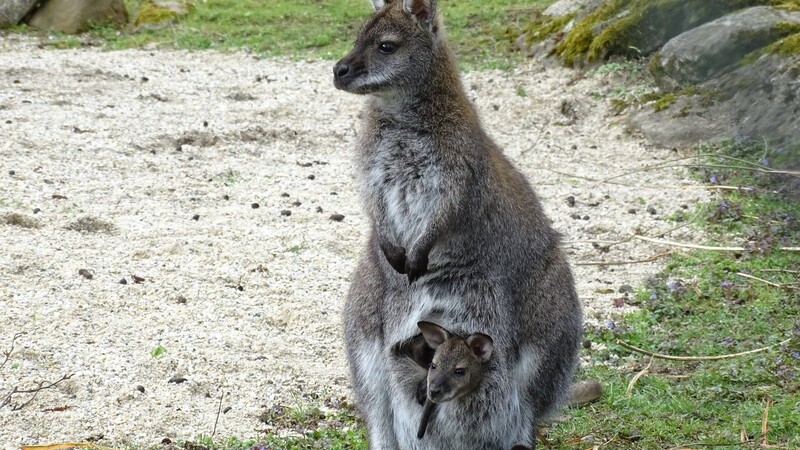 Ganz verschlafen blickt das junge Känguru aus dem Beutel der Mutter.