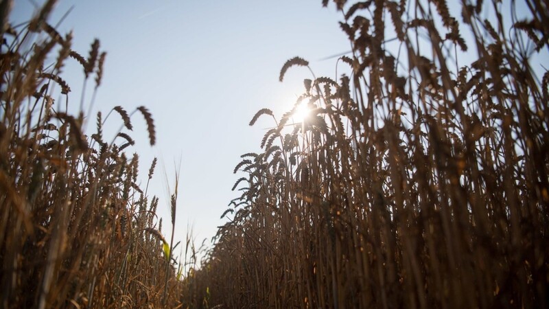 Die wochenlange Extremhitze in Bayern treibt den Landwirten im Freistaat tiefe Sorgenfalten in die Gesichter. Ersten Schätzungen zufolge, werden bei der Getreideernte Einbußen von rund elf Prozent befürchtet. (Symbolbild)