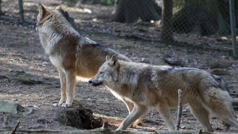 Am 21. August finden im Bayerwald-Tierpark zwei Seminare statt, um Wölfe besser verstehen zu lernen.