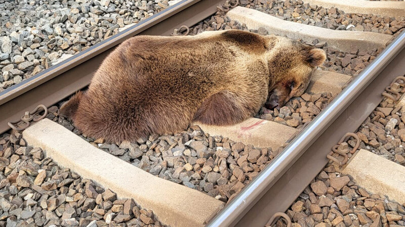 Ein Bär liegt tot auf den Gleisen in der Nähe des Bahnhofs Schwarzach-St. Veit im Salzburger Pongau.