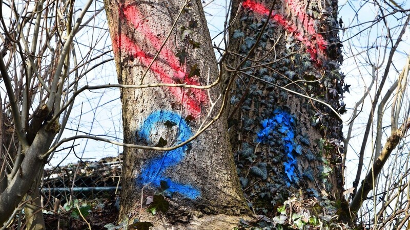 Die zu fällenden Bäume in Buch sind bereits blau und rot markiert, sowie hier am Hohlweg bei Kugelpoint.