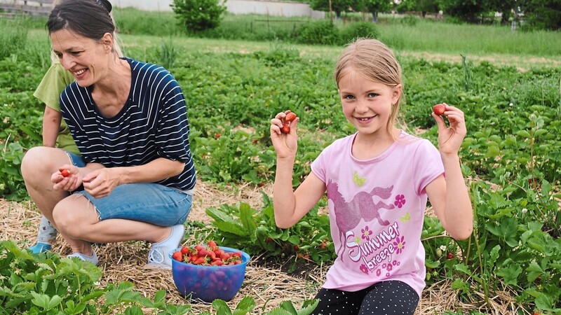 Die achtjährige Johanna hat bei der Erdbeerernte alle Hände voll zu tun und freut sich über die gefüllte Schüssel.