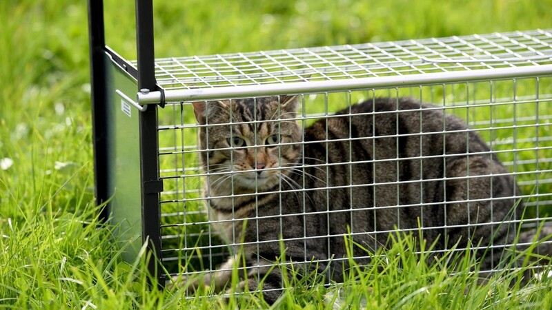 Lebendfallen sollen helfen, verwilderte und kranke Katzen einzufangen, die sich nicht anders ködern lassen. Sie sind jedoch nicht unumstritten. In Regensburg ist nun eine hitzige Diskussion um das Vorgehen des Tierheims entbrannt.
