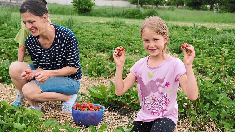 Die achtjährige Johanna hat bei der Erdbeerernte alle Hände voll zu tun und freut sich über die gefüllte Schüssel.